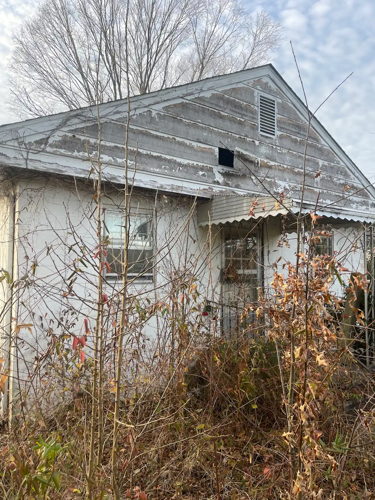 An overgrown property